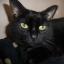 Could you give Holly a home for Christmas?