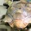 Dude the tortoise's penis had to be amputated