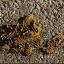 'Poo Alley' causing 'health hazard' to school kids