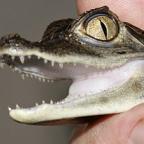 The court heard Charlton bought the alligators over the internet for £400 each