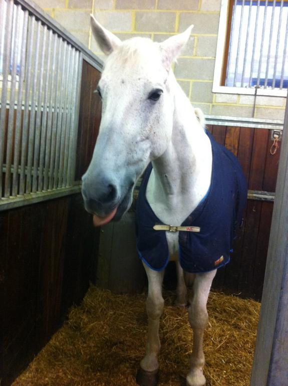 News Shopper: Finsbury is one of the Met's horses based at Lewisham Police Station News Shopper: Finsbury is one of the Met's horses based at Lewisham Police Station