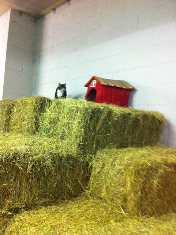 News Shopper: George the stable cat News Shopper: George the stable cat