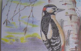 A great spotted woodpecker