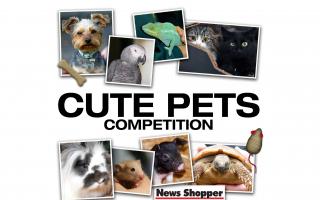 Our Cute Pets photo competition is under way