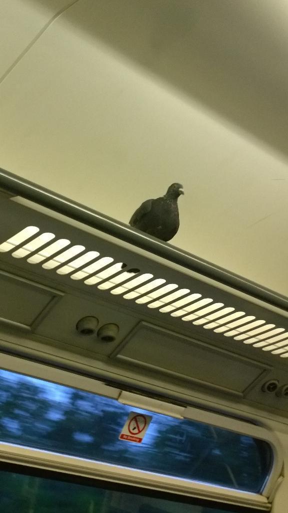 This fare-dodging pigeon was spotted on a train. The winged beast was snapped between Stone Crossing and Greenhithe