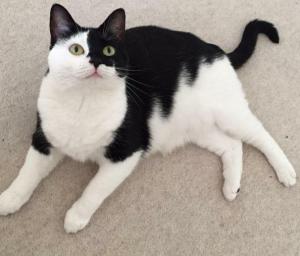 BLACK AND WHITE Female cat (chipped)
