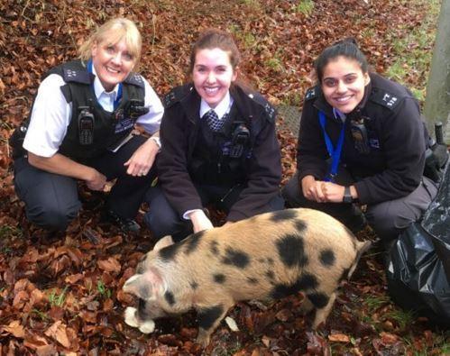 One of a herd of runaway pigs who escaped from their pen before wandering onto a busy main road in Orpington. Police saved their bacon after receiving numerous calls from the public