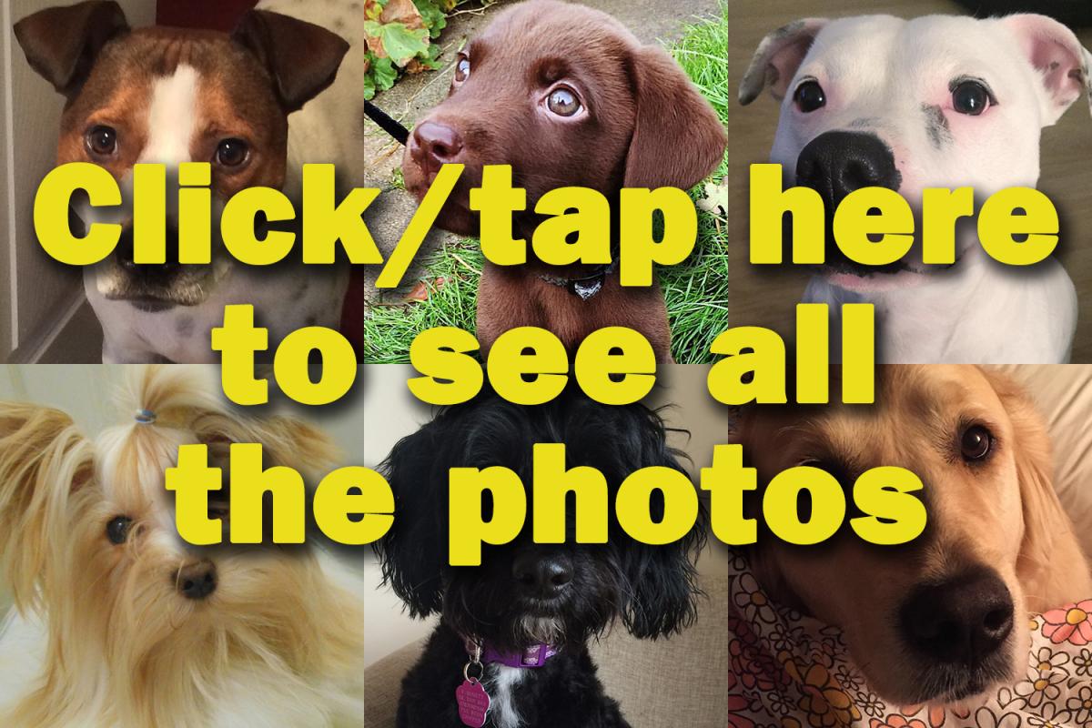 See all the dog entries in our Cute Pets competition