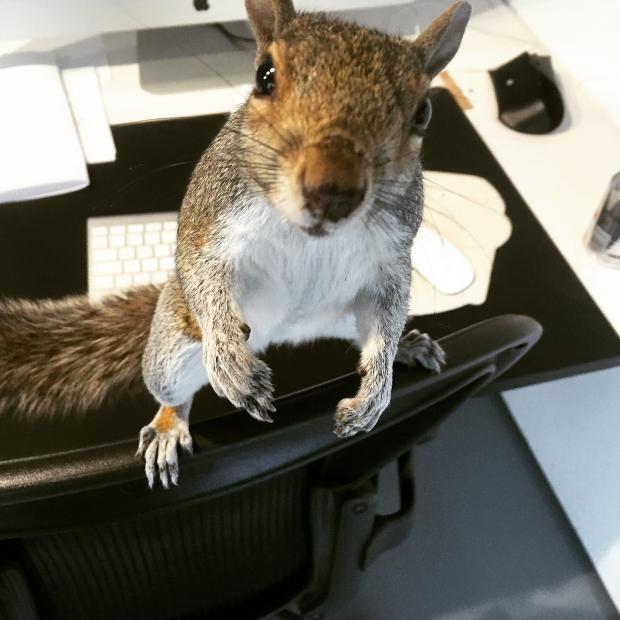 A bizarre petition was set-up to save a “much-loved” Woolwich squirrel - named Cyril - from the hands of pest controllers, attracting thousands of signatures