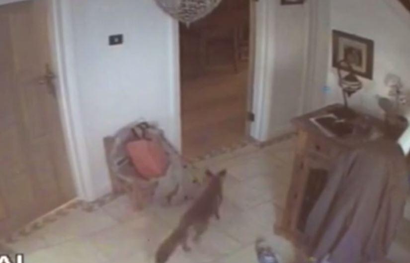 A fox was caught on camera walking around a Grove Park couple’s house 'like he owned the place' before stealing their son’s PlayStation controller last month