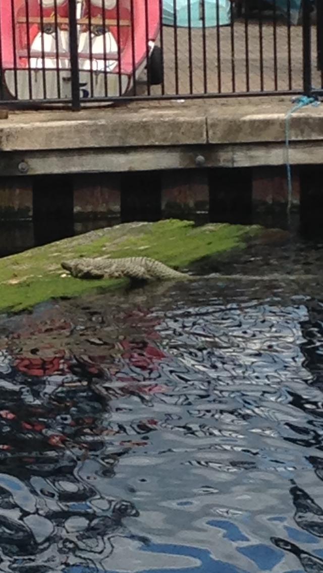 Just last month a terrifying crocodile-like creature was photographed in Millwall outer dock