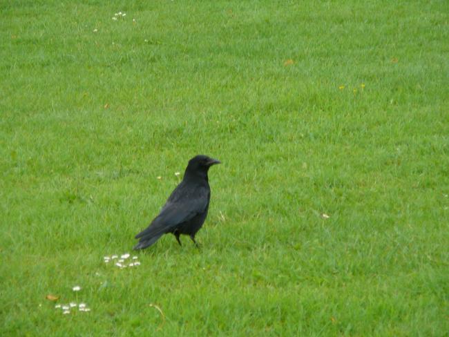 A rare image of the vicious crow, which for years has been known to attack female blonde joggers in the Eltham area