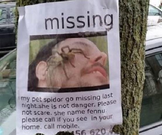In January arachnophobes in Penge felt the heebie-jeebies after posters appeared on trees saying a huge pet spider had gone missing in the area