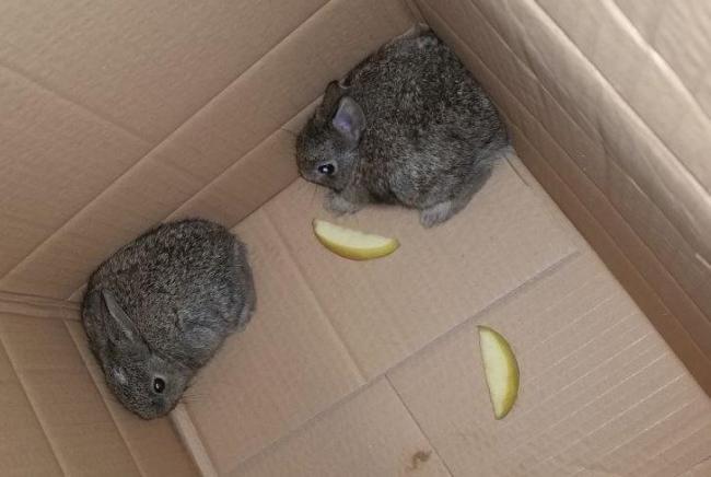 These two mischievous bunnies hitched a lift to south-east London when they climbed inside a hosepipe and travelled by lorry from Sussex to Charlton