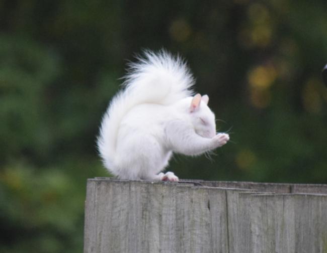 One of Britain’s most elusive creatures - the albino squirrel - was spotted scampering around the playground at Sedgehill School in Catford