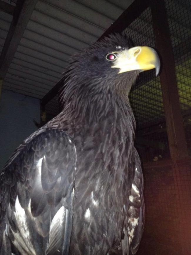 Meet Rex, an Eynsford Russian eagle that flew his Eagle Heights coop on Valentine’s Day, presumably in search of love, only to return to his aviary safe and sound 48 hours later