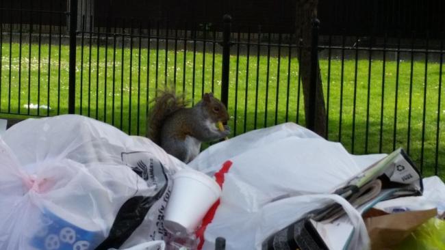 This hungry squirrel was spotted eating a chip from a skip in Deptford. At the time some speculated the squirrel may have had a burger as well but this was never confirmed.
