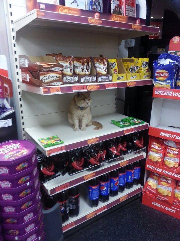 Despite attempts by security to remove it, this mischievous cat was photographed chilling on the shelves of Sainsbury's in Brockley. The grimalkin has since become something of a local celebrity