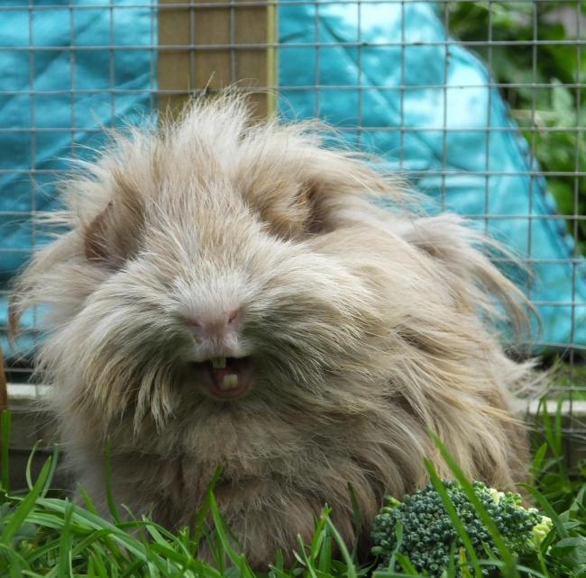 Another of News Shopper's Pets of the Week, Wilma the guinea pig is gloriously fluffy