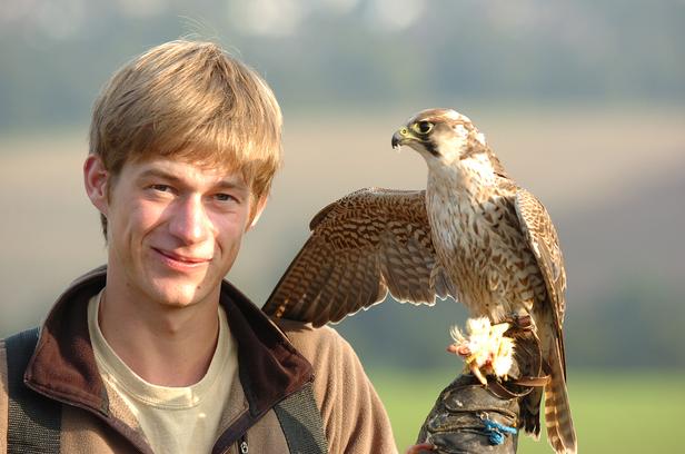 Dick (pictured) and Dom, the hawkish peregrine falcons of Eagle Heights in Eynsford, failed to break the 242mph Guinness World speed record as they plummeted 2,000ft from a hot air balloon