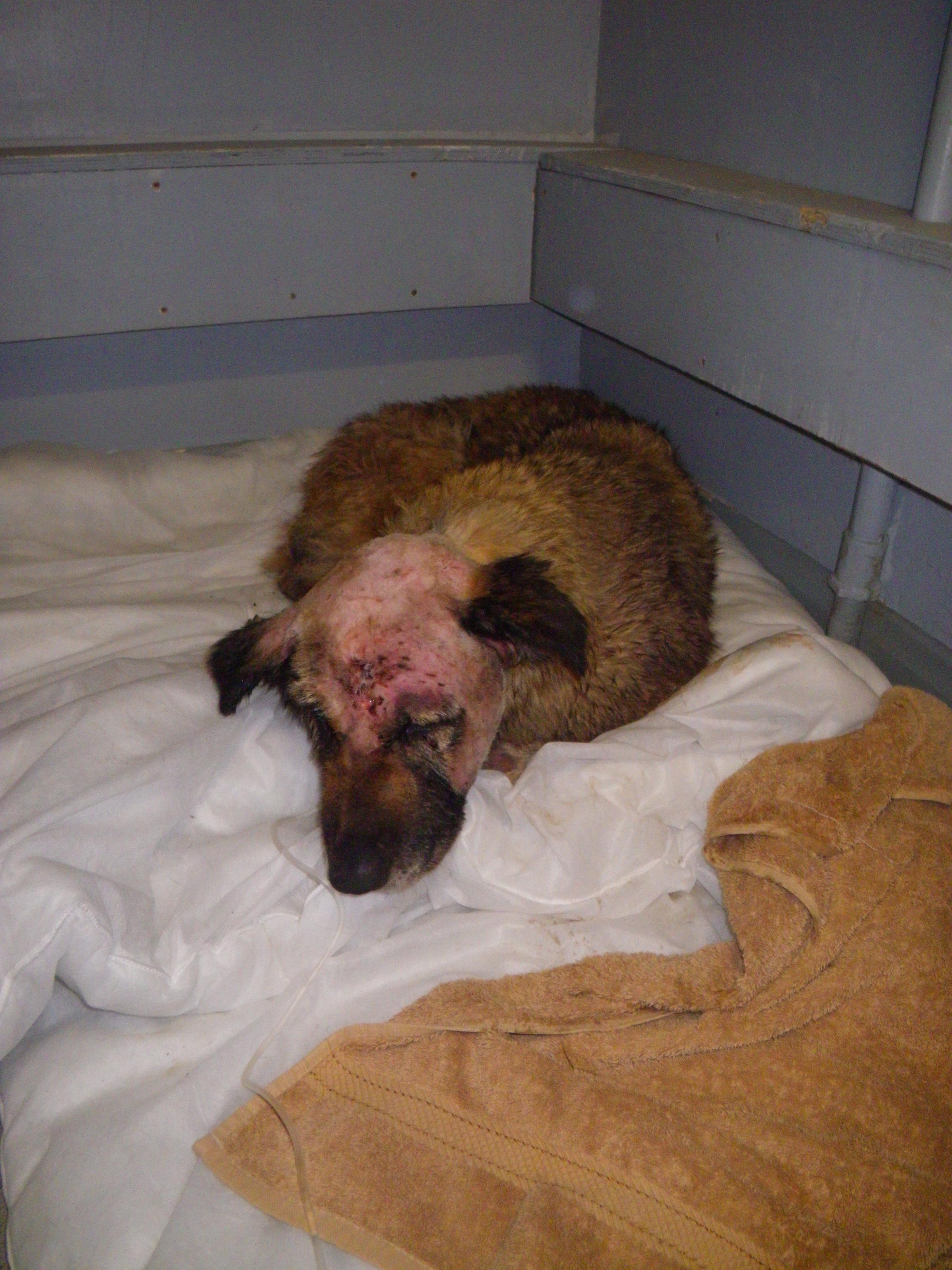 PICTURED: Bexley dog, starved and bitten, rescued at cricket ground