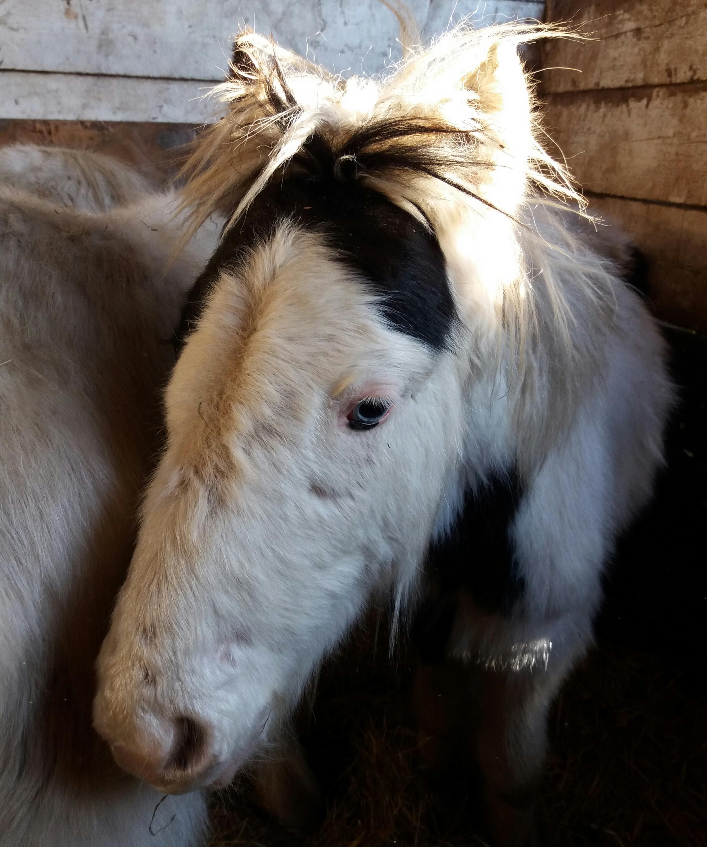 'Skin and bone': Abandoned and neglected ponies rescued by Swanley animal sanctuary