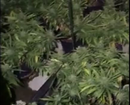 WATCH: 200 cannabis plants found in Crayford drugs raid