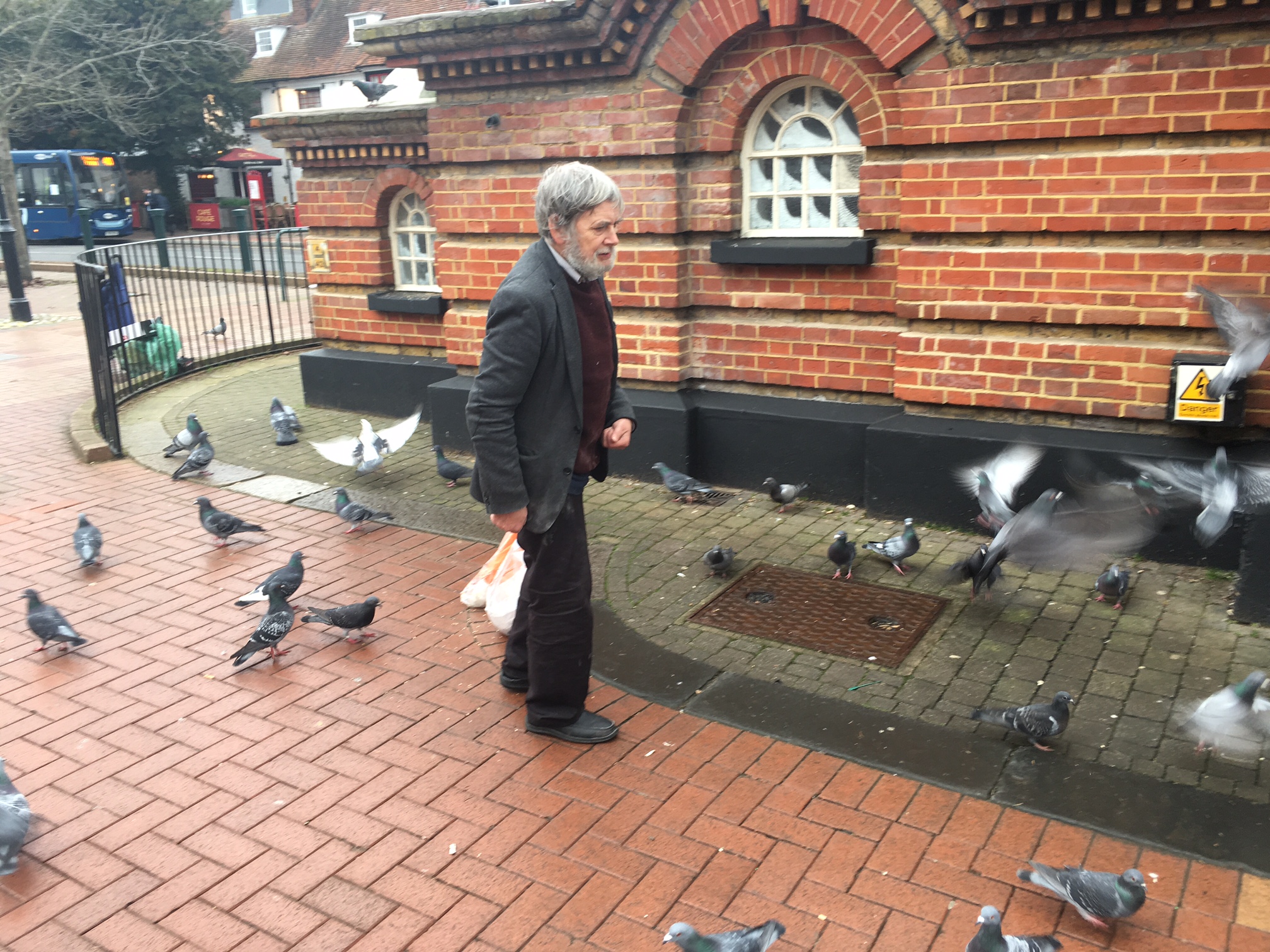 COMMENT: Stop feeding pigeons and helping these flying rats to spread their filth