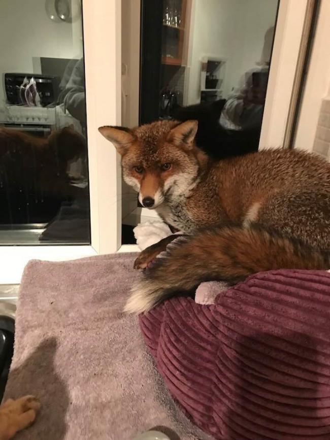 This 'stinky squatter' fox had a tense stand-off with a Petts Wood cat after invading its bed and refusing to leave