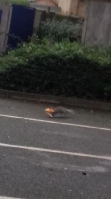 It may be blurry but police over in Croydon caught this squirrel red-handed (?) nicking some pizza