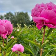 A stunning pick-your-own peony farm just 90 minutes drive from south east London is opening this month.