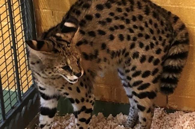 Biggin Hill man fined for keeping 'dangerous' exotic cat without a licence