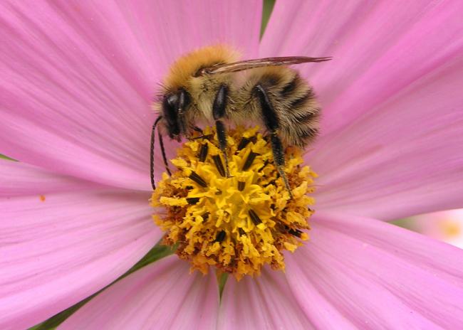 The arrival of winter last weekend has probably killed off most bees for this year