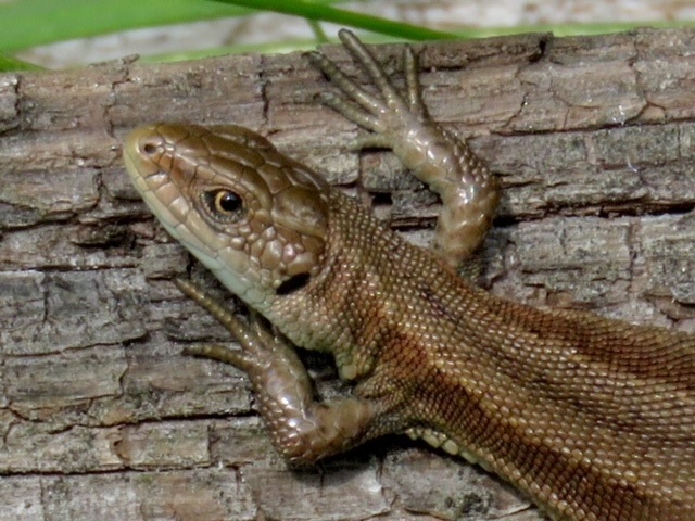 Common Lizard, by Donna Zimmer