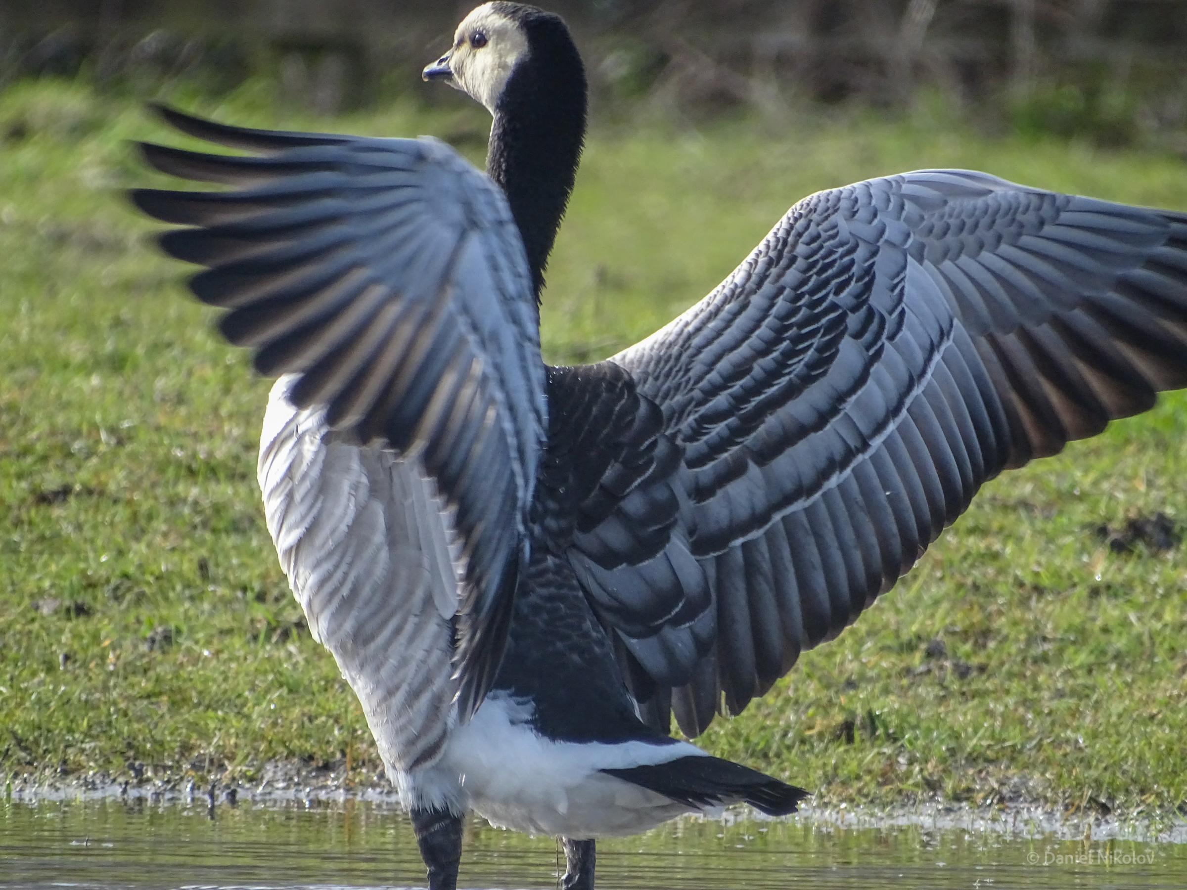 Rare barnacle goose spotted in Abbey Woods Crossness Nature Reserve. Photo - Daniel Nikolov