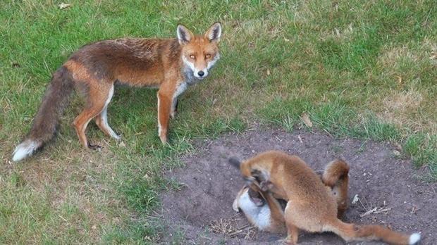 Fox culling has been a major issue in recent weeks in south east London
