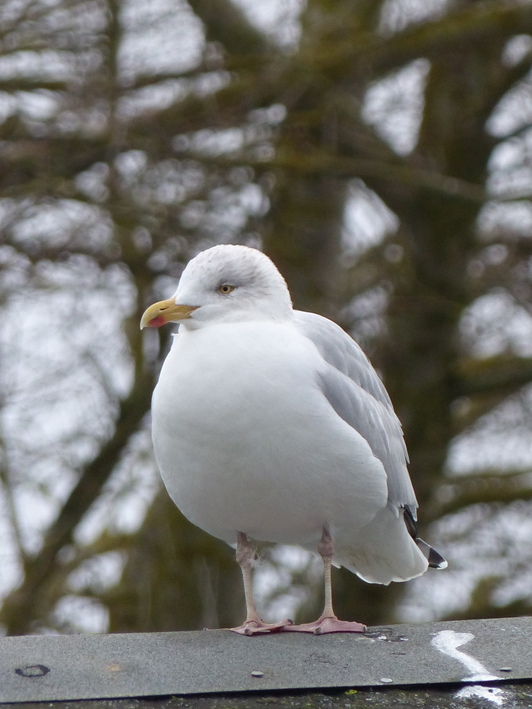 Herring Gull by Jim Butler