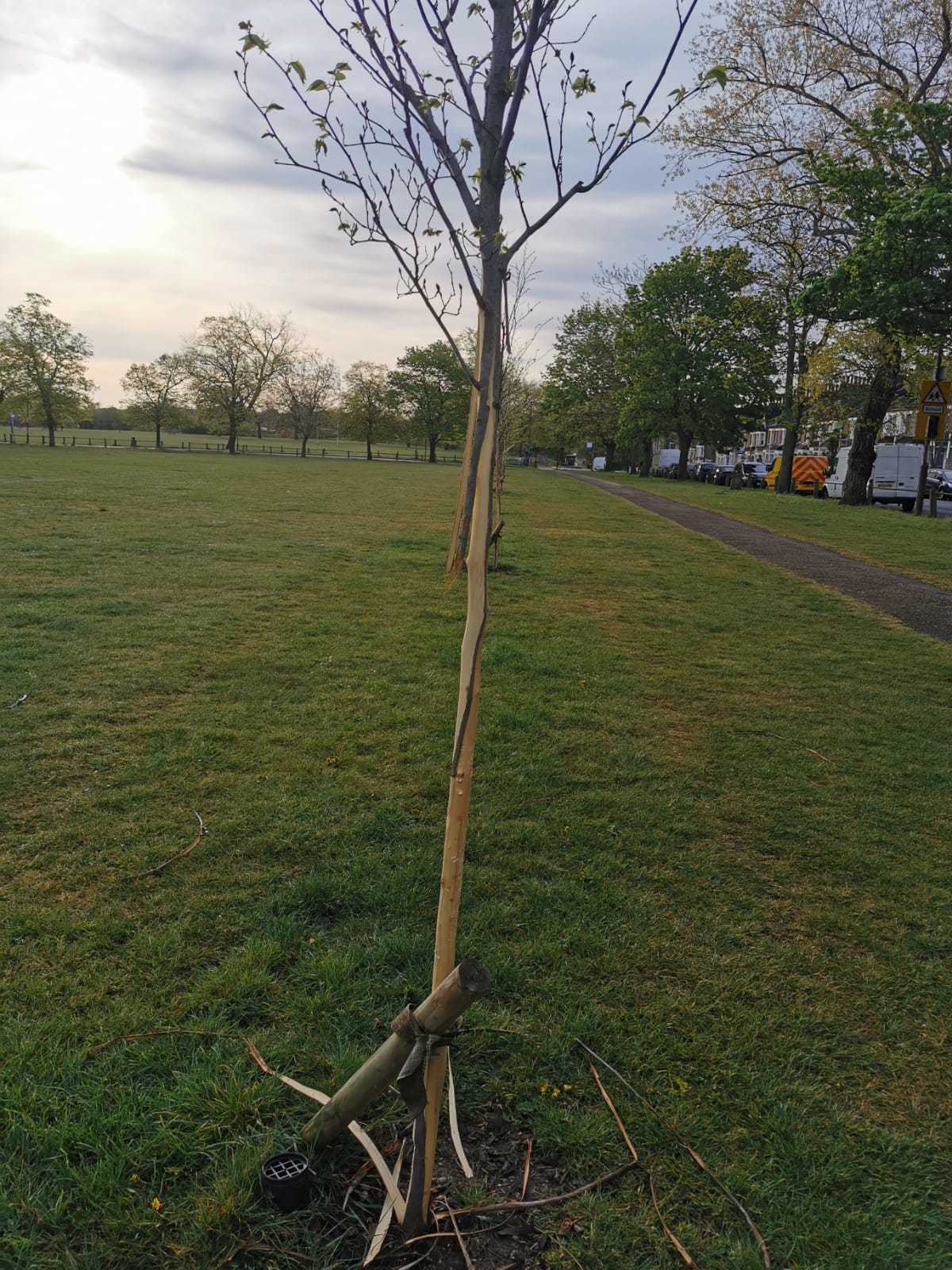 Greenwich Council: Targeted trees in Plumstead Common