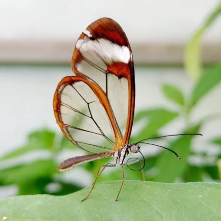 Bexleys Butterfly House has reopened
