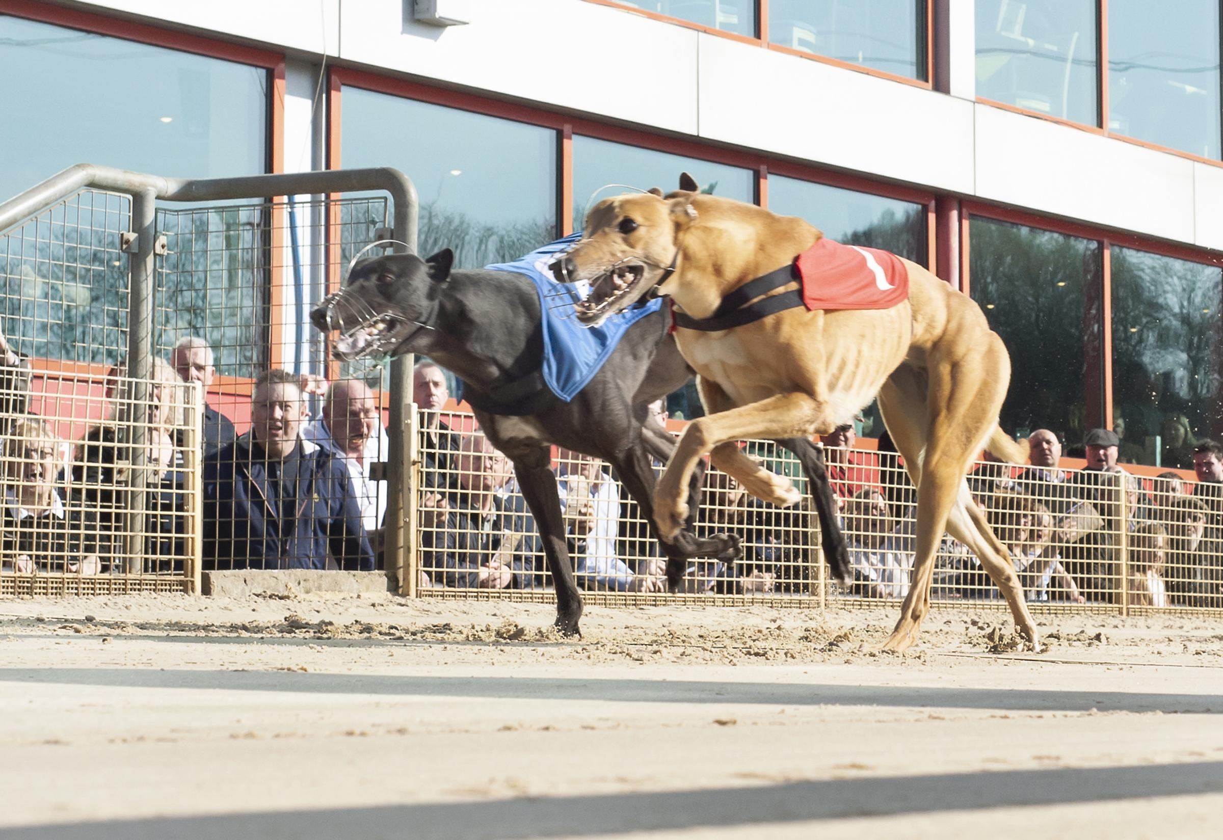 STARDOM (t1) gets up to beat Towcester Story (t2) by a head in the Ladbrokes Golden Jacket Final. Crayford. Photo: © Steve Nash