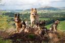 A fine pack of dogs taking in “some views from Garth Bank Woods looking along the Irfon Valley,” from Laura Burns.