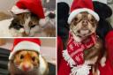 The most Christmass-y pets in south east London