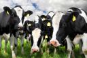 Cows in road cause M26 in Kent to CLOSE and traffic in area this rush-hour