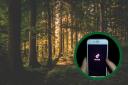 (Background) Forest ( Canva) (Circle) TikTok app on phone (PA)
