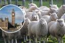 Here’s why you might see hundreds of sheep on London streets this weekend
