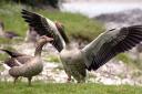 Geese dead from potential avian flu outbreak at Chislehurst Commons