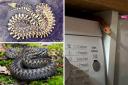 All the snake encounters in South London so far this year.