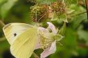 White butterflies abound in Dorset
