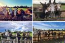 Fundraiser to help raise £15k to build safer fencing for former Blackheath Donkeys