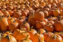 See what pumpkin patches you can visit.